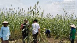 Kelompok Tani Hutan Doromakmur Tanjung Grobogan Panen Raya Sorgum