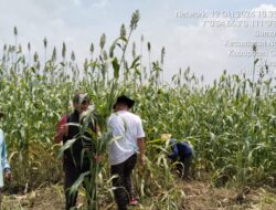 Kelompok Tani Hutan Doromakmur Tanjung Grobogan Panen Raya Sorgum