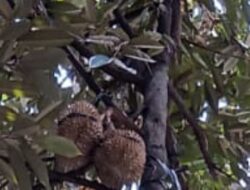 Waoou ! Sepasang Pohon Durian Depan Kantor Kelurahan Jatisampurna Berbuah Lebat, Terbukti Dari Dahulu Tanah Kranggan Memang Subur