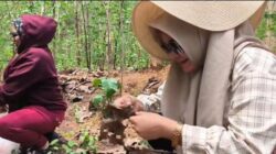 Berburu Ungker di Hutan Jati Randublatung, Berani Coba? Dahsyat !!!