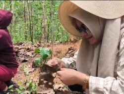 Berburu Ungker di Hutan Jati Randublatung, Berani Coba? Dahsyat !!!